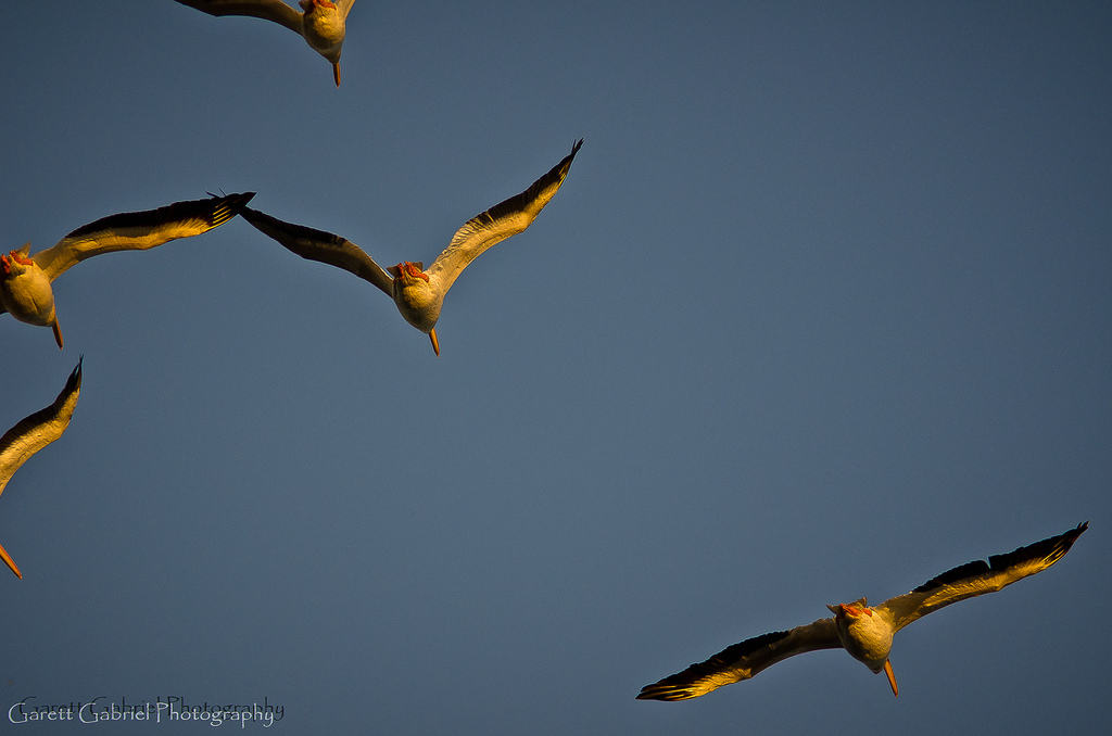  Stock Photography photo